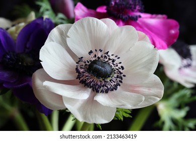 Close-up Of A Beautiful White Anemone Flower