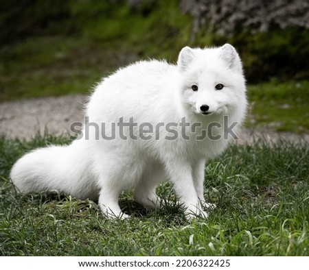 A closeup of a beautiful white Arctic Fox kit at Point Defiance Zoo with bushy tail
