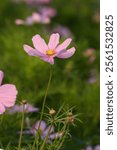 Close-up of a beautiful White cosmos flowers in the garden, Cosmos flower head (Cosmos bipinnatus, Kosmos)