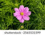 Close-up of a beautiful White cosmos flowers in the garden, Cosmos flower head (Cosmos bipinnatus, Kosmos) 1