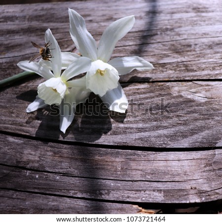 Closeup beautiful white daffodils and bee on a brown wooden background closeup. Spring background. Greeting card for Valentine's Day, Woman's Day and Mother's Day.Empty space for your t
