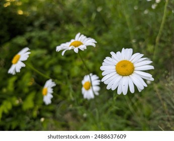 A close-up of beautiful white daisies with yellow centers, glistening with morning dew, set against a lush green background. This photo captures the serene beauty of daisies in the morning light. - Powered by Shutterstock