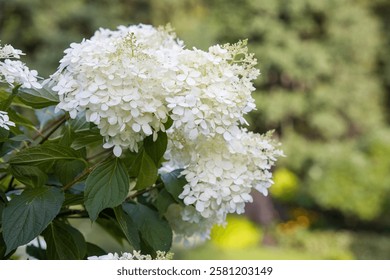 Close-up of a beautiful white hydrangea Hydrangea paniculata flower cluster. Delicate blooms with a blurred green background. Perfect for nature, garden, or floral projects.