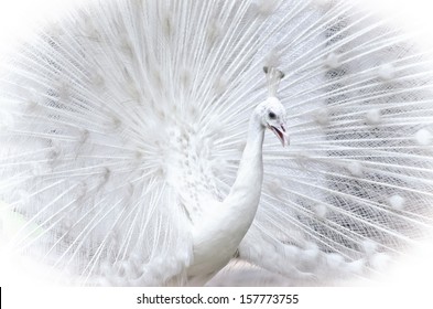 Close-up of beautiful white peacock with feathers out - Powered by Shutterstock