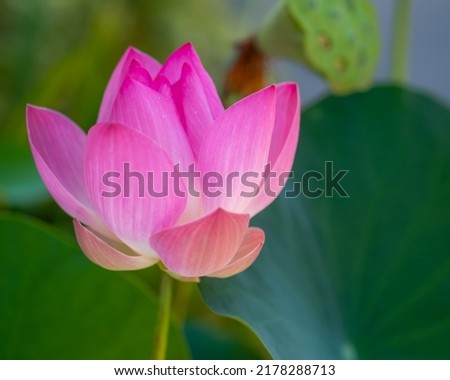 Closeup beautiful white pink waterlily or lotus flower on natural background