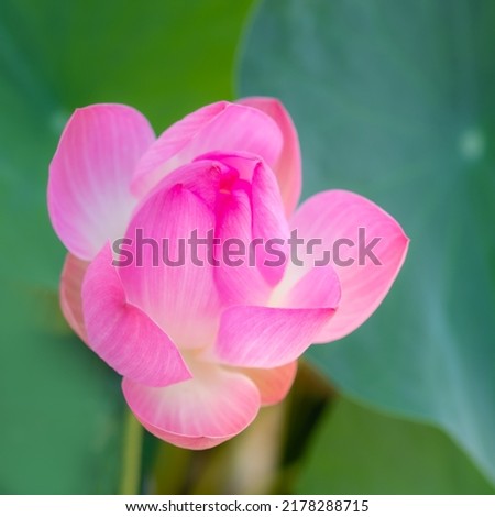 Closeup beautiful white pink waterlily or lotus flower on natural background