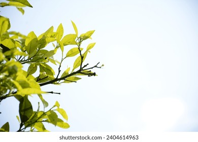 Closeup of beautiful  wild clematis against on the tree with green leaves whit background