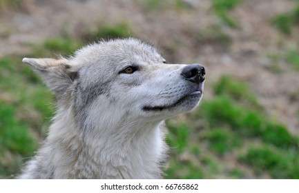 Closeup of a Beautiful Wolf