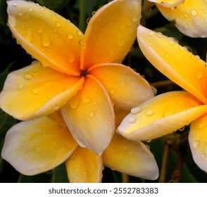 A close-up of a beautiful yellow Cambodian or Plumeria flower. Water droplets on the flowers. Water droplets after rain on a blooming flower frangipani or plumeria  - Powered by Shutterstock