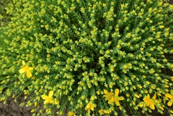 Closeup Of Beautiful Yellow Flowers Hypericum Perforatum In The Garden.Warm Sunny Day.