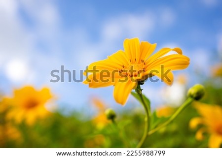 closeup beautiful yellow lotus flower in a field with blue sky background. Yellow flower field of Tree Marigold or Maxican sunflower field.Buatong flowers in Thailand.