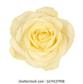 close-up of beautiful yellow rose