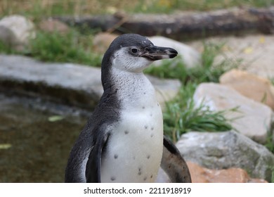 Closeup Of A Beautiful Young Penguin.
