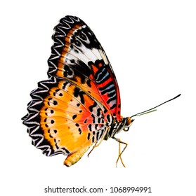 A close-up of Beauty  butterfly on white background