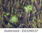 close-up of the beauty of natural underwater plants, some green aquatic flowers blooming in the clear water, amidst various aquatic plants. Aquatic plants in Myanmar.