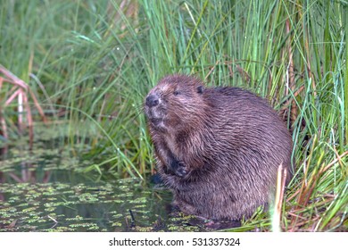 Bushy Beaver