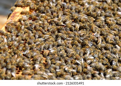 Closeup Of Bee Brood On A Hive Frame