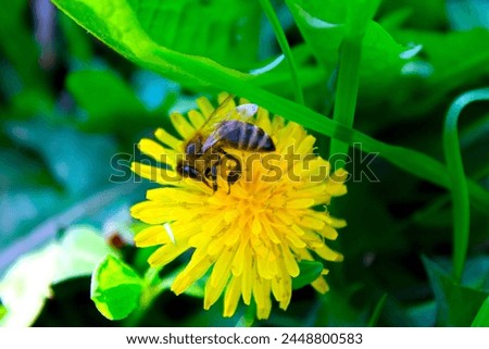 a closeup of a bee colecting polen from a dandelion