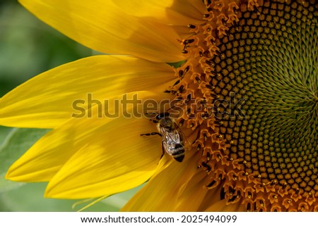 Close-up of a bee collecting honey from a blooming yellow sunflower. Preparation of natural honey. Sunflower and bee as a symbol of summer, health