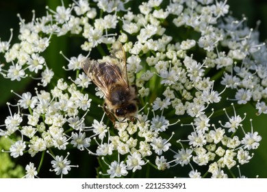 Closeup of a bee collecting nectar from the white blossoms of bishopsweed, Aegopodium podagraria.