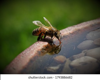 Close-Up of Bee Collecting Water on Sunny Day - Powered by Shutterstock