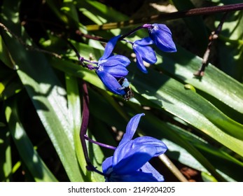 Close-up of a bee covered with blue polle inside of the small, blue Siberian squill or wood squill (Scilla caucasica) 'Indra' growing and blooming in the garden in sunlight in early spring