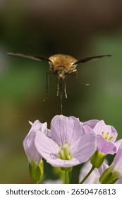 Close-up of a bee fly hovering over delicate purple flowers with a blurred green background.