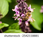 Closeup of a bee gathering pollen from a basil plant in the garden