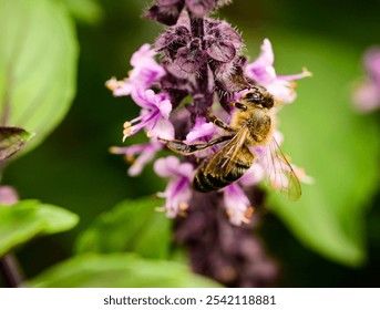 Closeup of a bee gathering pollen from a basil plant in the garden - Powered by Shutterstock