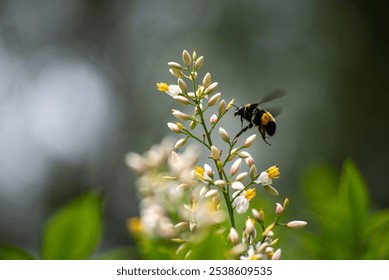 A close-up of a bee hovering near delicate white flowers against a blurred green background, showcasing nature's beauty. - Powered by Shutterstock