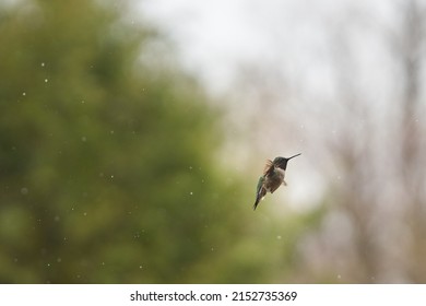 A Closeup Of A Bee Hummingbird In Flight