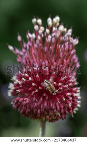 Closeup of a bee on Allium 'Red Mohican' flower