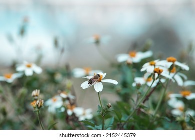 A closeup of a bee on a Bidens pilosa flower in a garden