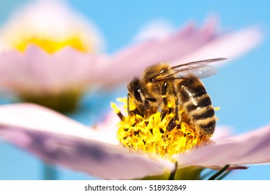 Bee Flower Stock Images, Royalty-Free Images & Vectors | Shutterstock