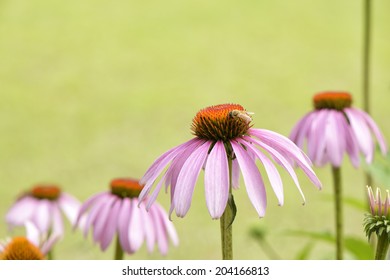 closeup of bee on a head of echinecea flower
