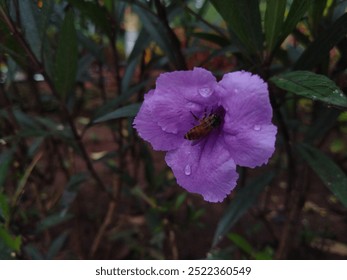 A close-up of a bee perched on a vibrant purple flower, with fresh dewdrops on the petals - Powered by Shutterstock