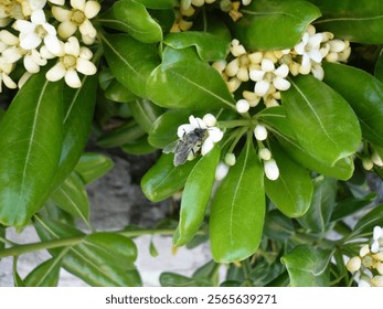 Close-up of a bee pollinating delicate white flowers surrounded by glossy green leaves in Budva, Montenegro