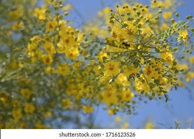 Closeup Of Bee Pollinating Palo Verde Tree Blossoms