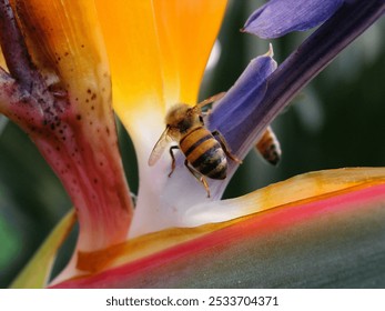 Close-up of a bee pollinating a vibrant bird of paradise flower, showcasing nature's intricate beauty. - Powered by Shutterstock