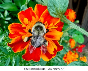 Close-up of a Bee Pollinating a Vibrant Marigold Flower - Powered by Shutterstock