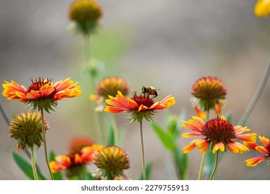 Close-up. A bee is resting on a red Indian blanket flower in the background of a garden.