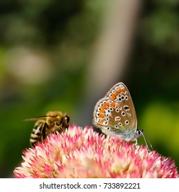 Closeup Of A Bee And A Small Butterfly Together On A Pink Garden Flower Drinking Nectar In The Sun