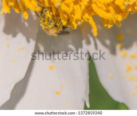 Image, Stock Photo Bee buffet trees Green