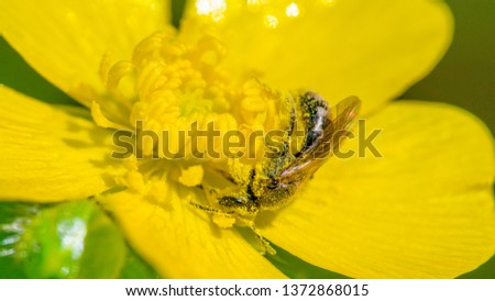Similar – Image, Stock Photo Bee buffet trees Green