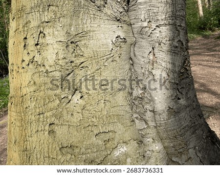 A Closeup of a beech tree bark