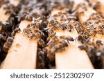 Close-up of a beehive frame covered in busy honeybees during daylight hours.