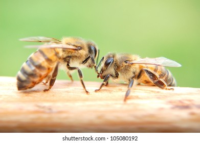 Closeup of bees
