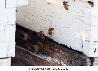 Close-up of bees entering a wooden hive, showcasing the natural behavior and habitat of honeybees in a rustic setting. - Powered by Shutterstock