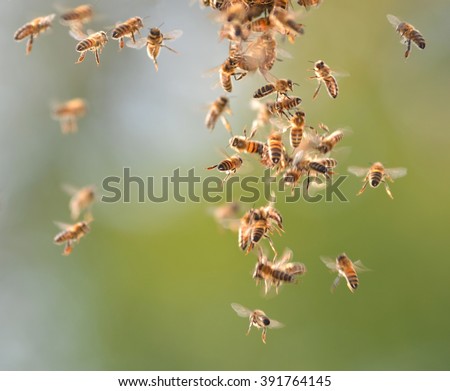 Closeup of bees flying in apiary