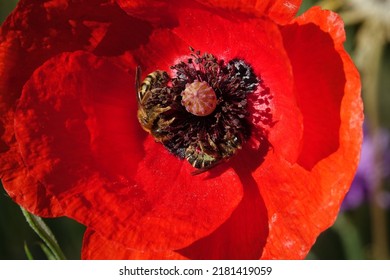 Close-up Of Bees Foraging On A Poppy Flower                               